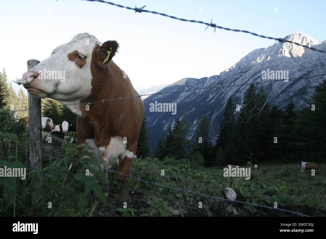 Senderismo en los Alpes, Austria. Senderismo y escalada alrededor del lago de montaña en el valle de la naturaleza verde donde viven las vacas. Hermosas vistas de la montaña y muro de roca Foto de stock