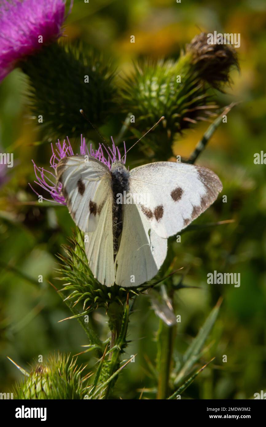 Hembra Europea Gran col Mariposa blanca Pieris brassicae alimentándose de una flor de cardo. Foto de stock