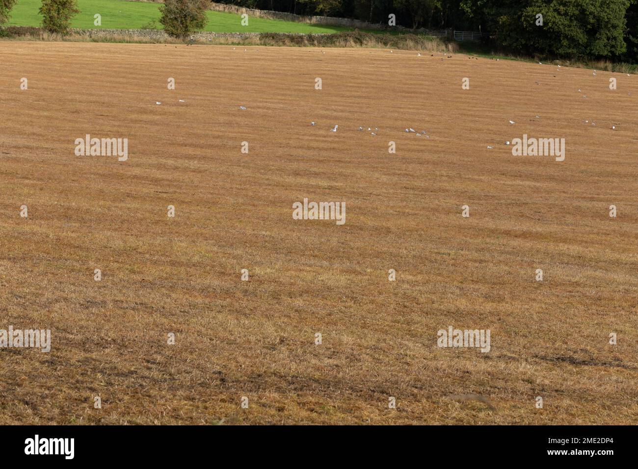 Un campo de pastoreo que ha sido tratado con herbicida (herbicida). La hierba se ha vuelto naranja después del tratamiento químico. Foto de stock