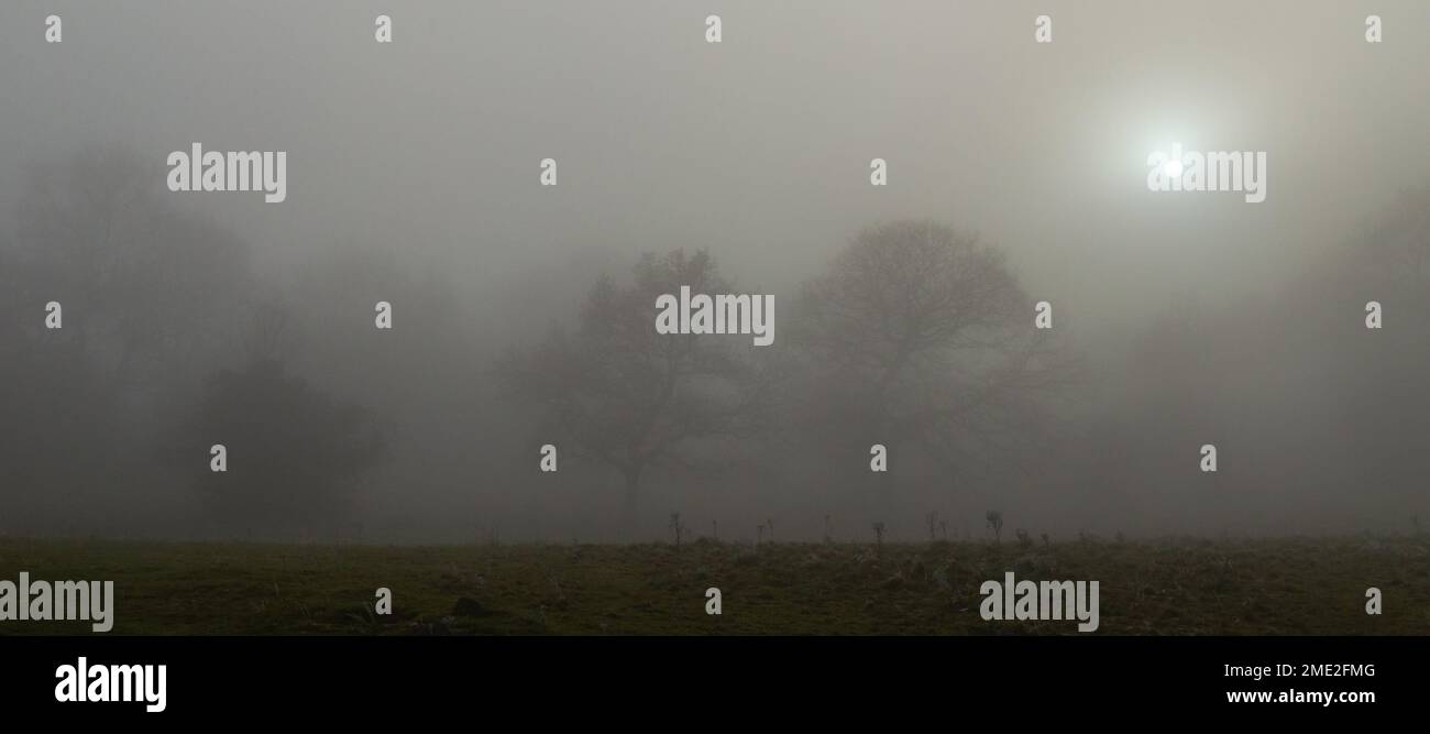 Árboles en la niebla con la luz del sol que se muestra a través. Foto de stock