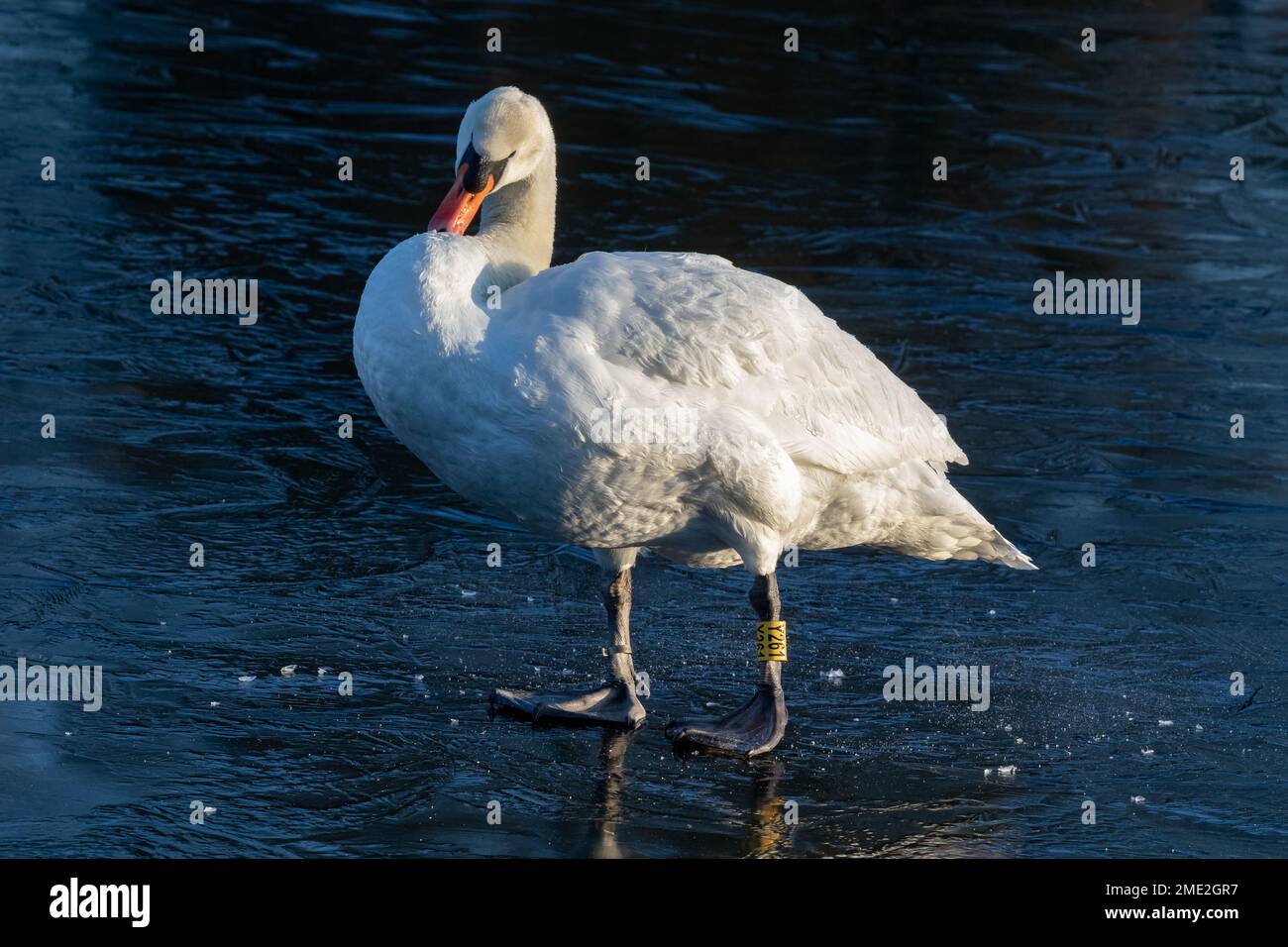 Un solo cisne mudo macho (cygnus olor) de pie en un lago congelado. El cisne tiene un anillo amarillo en su pierna para su identificación. Foto de stock