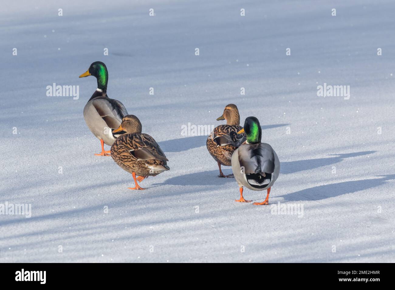 Patos mallard machos y hembras (Anas platyrhynchos) caminando en un lago congelado. Foto de stock