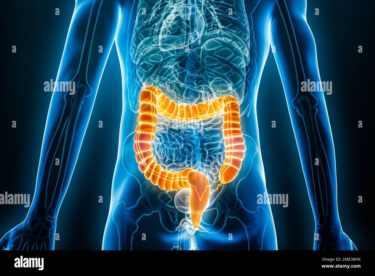Vista posterior o posterior de rayos X del intestino grueso o colon 3D que representa la ilustración con contornos del cuerpo masculino. Anatomía humana, intestinos, médico, biología, sc Foto de stock