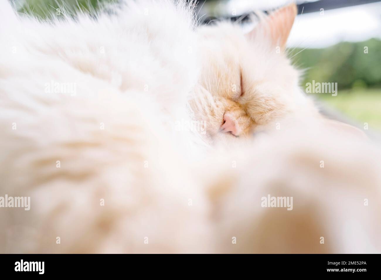 Gato persa con los ojos cerrados tomando siesta Foto de stock