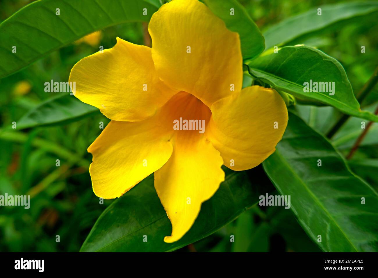 Planta alamanda fotografías e imágenes de alta resolución - Alamy