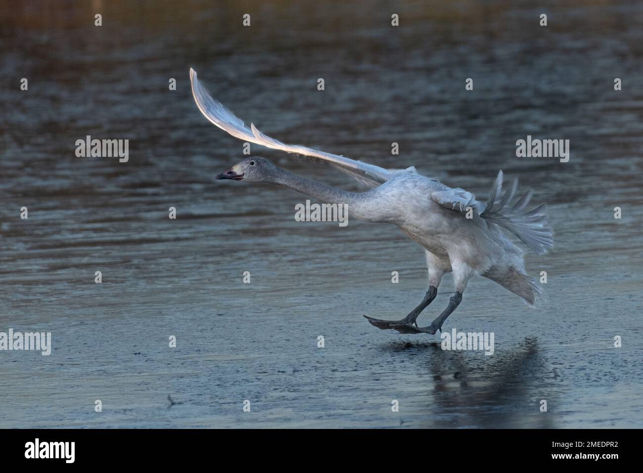 Cisne de Bewick joven (Cygnus columbianus) Aterrizaje en hielo Foto de stock