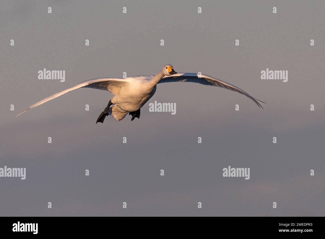 El cisne de Bewick (Cygnus columbianus) en vuelo Foto de stock