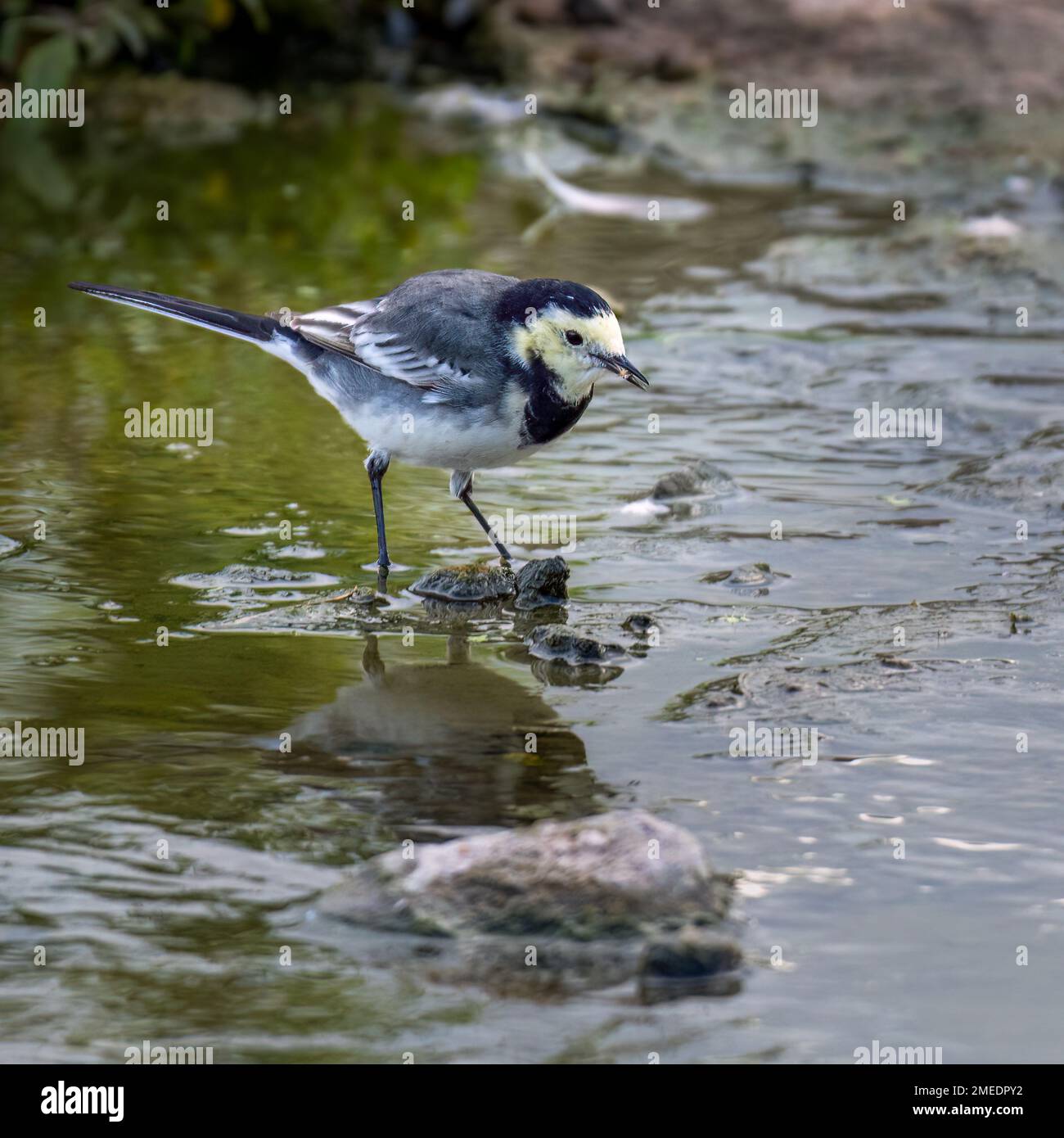 Pied Wagtail (Motacilla alba), Alimentación en arroyo poco profundo Foto de stock