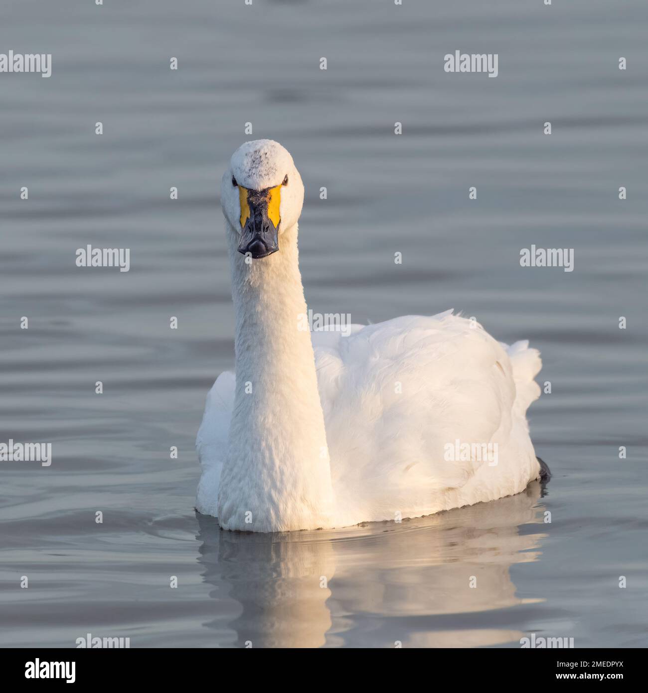Bewick's Swan (Cygnus columbianus) Foto de stock