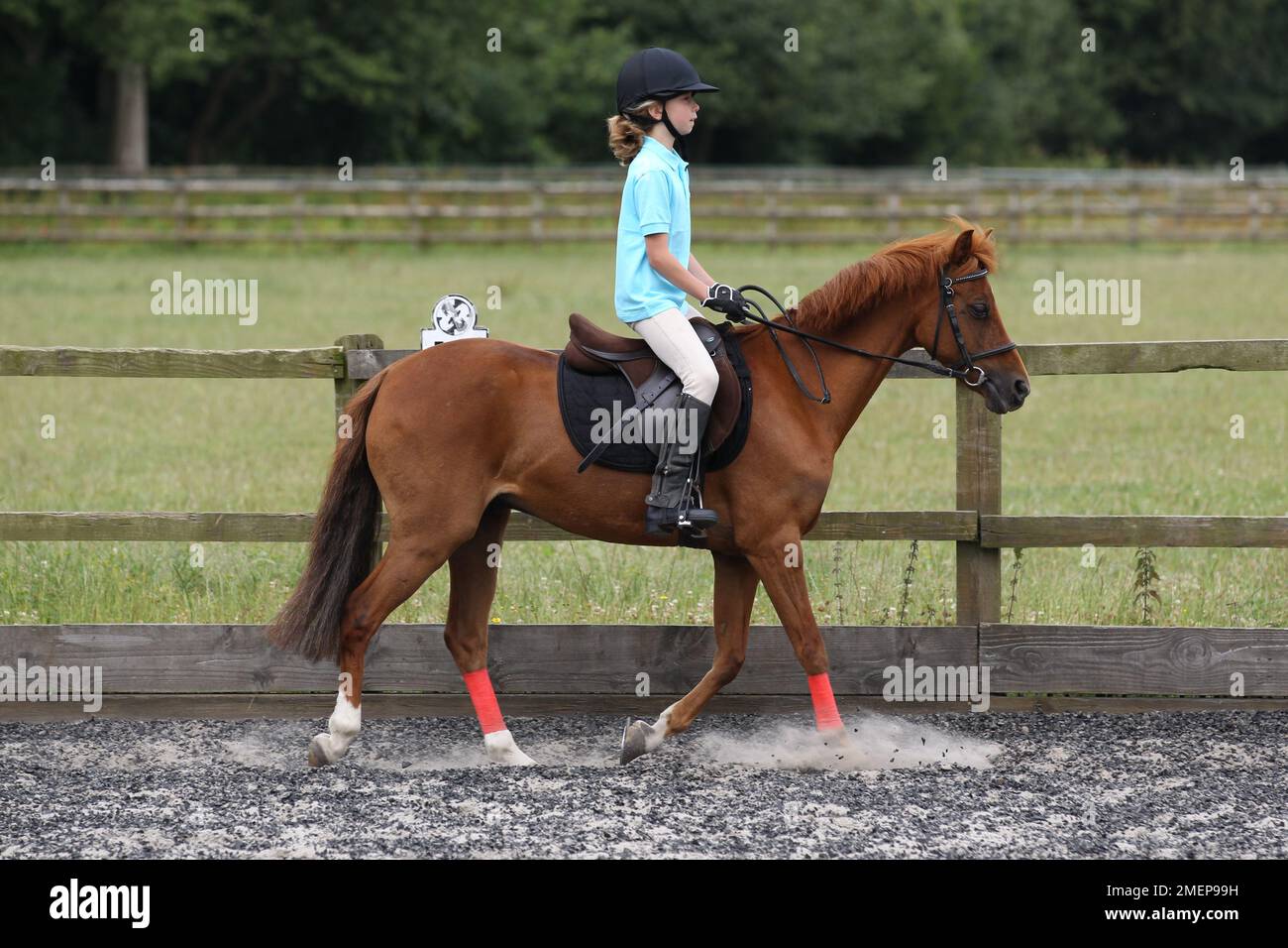 Chica montando pony como trota en el paddock durante la lección de equitación, vista lateral Foto de stock