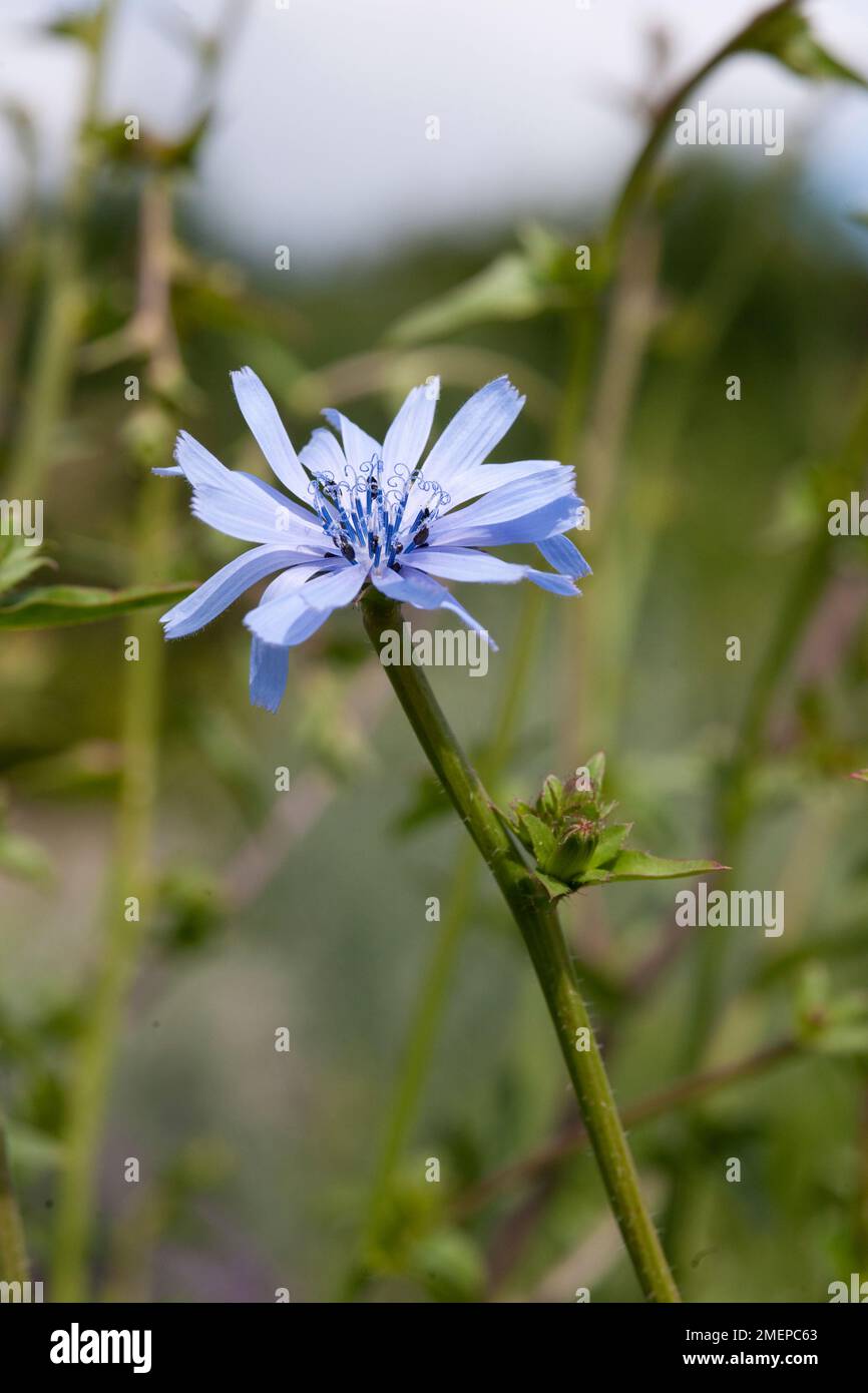 Cichorium intybus (achicoria común), flor azul en tallo largo, primer plano Foto de stock