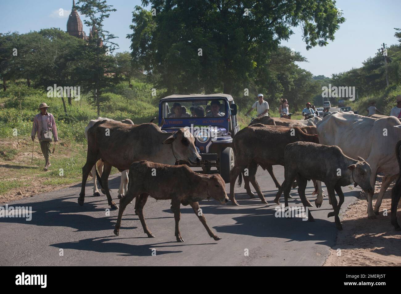 Myanmar, Birmania Occidental, Bagan, coche atrapado en la manada de ganado Foto de stock