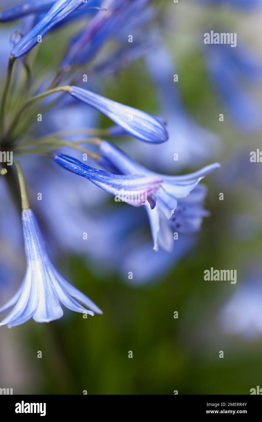 Flor azul, Agapanthus enano, cerca Foto de stock