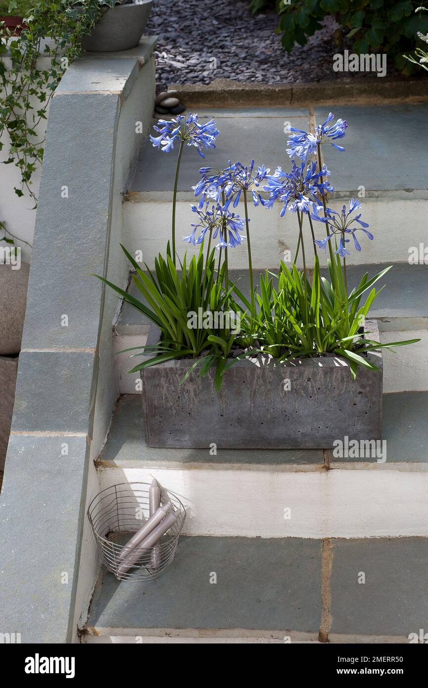 Plantador de concreto que contiene flor azul colocada en los escalones, Agapanthus enano Foto de stock