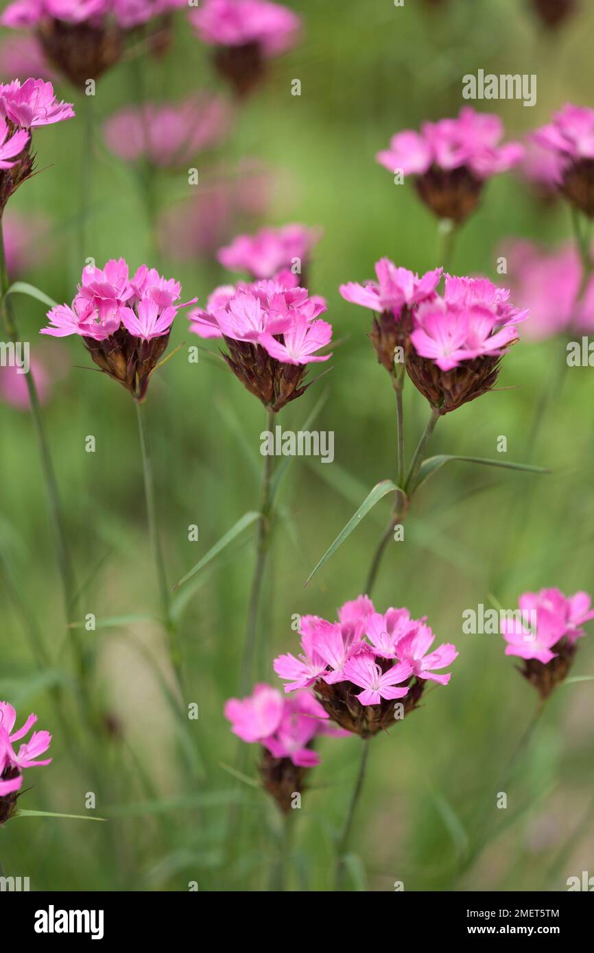 Dianthus carthusianorum Foto de stock