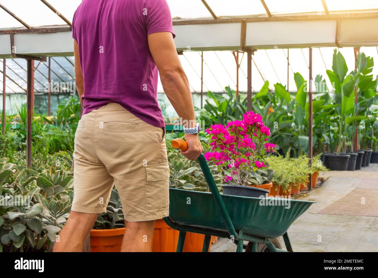 El jardinero masculino en pantalones cortos transporta un arbusto de buganvillas en flor en el invernadero. Cuidado y cultivo de plantas a escala industrial Foto de stock