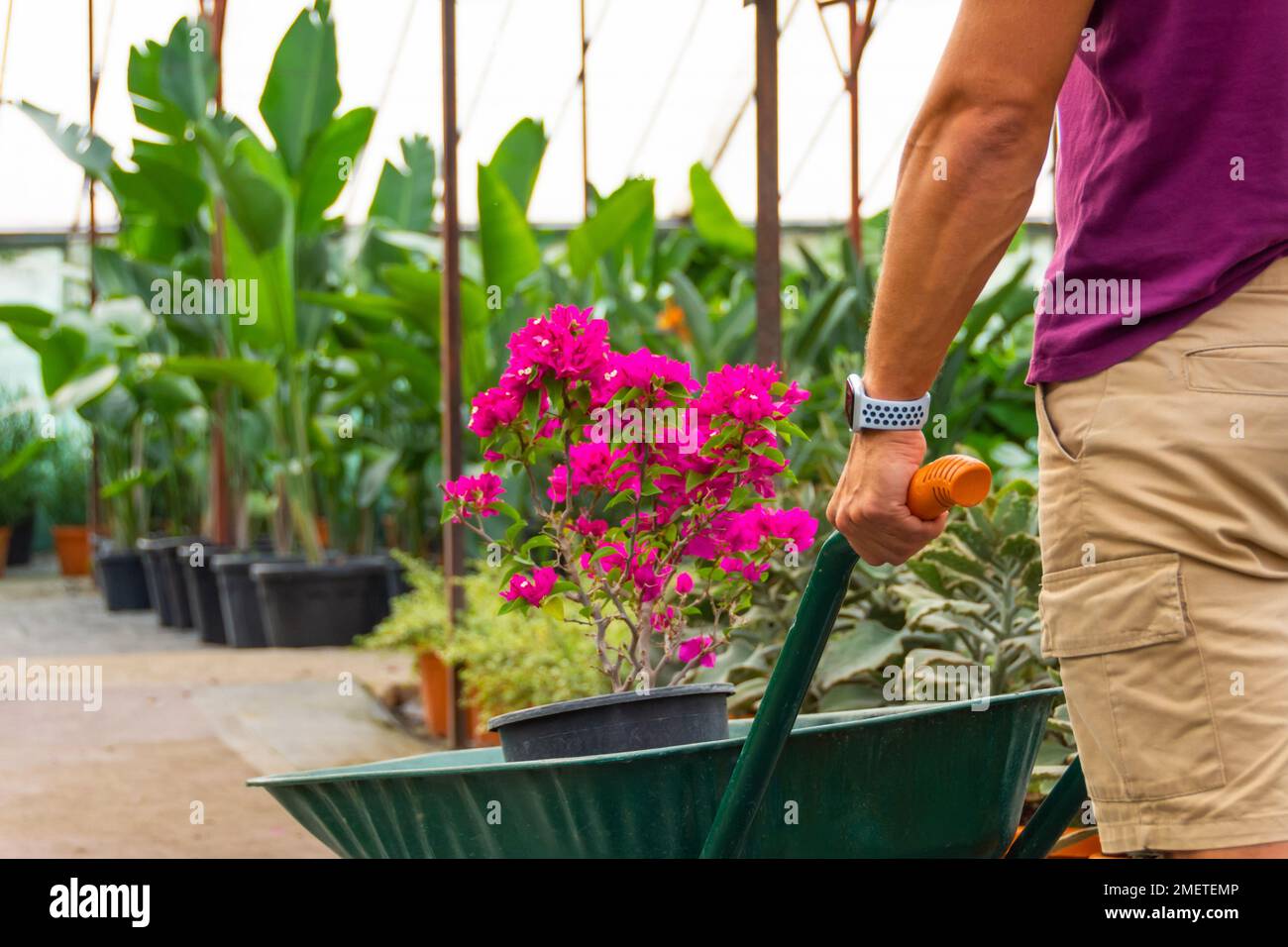 El jardinero masculino en pantalones cortos transporta un arbusto de buganvillas floreciente de color rosa lila en el invernadero. Cuidado y cultivo de plantas a escala industrial Foto de stock