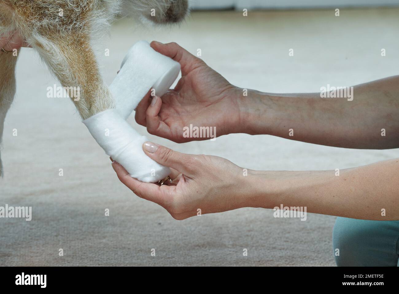 Propietario aplicando vendado a Jack russell paw usando vendaje de gasa elástica Foto de stock