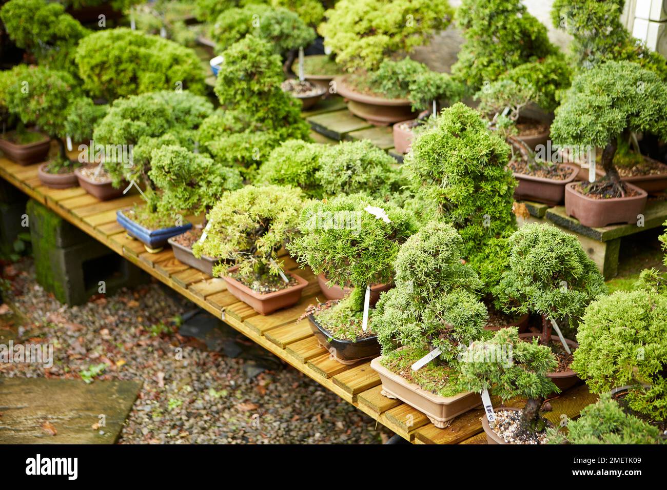 Muestra bonsai fotografías e imágenes de alta resolución - Alamy