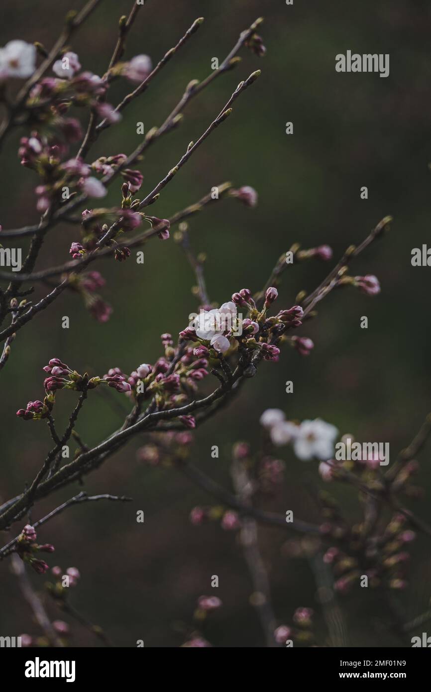 Sakura wallpaper fotografías e imágenes de alta resolución - Página 4 -  Alamy