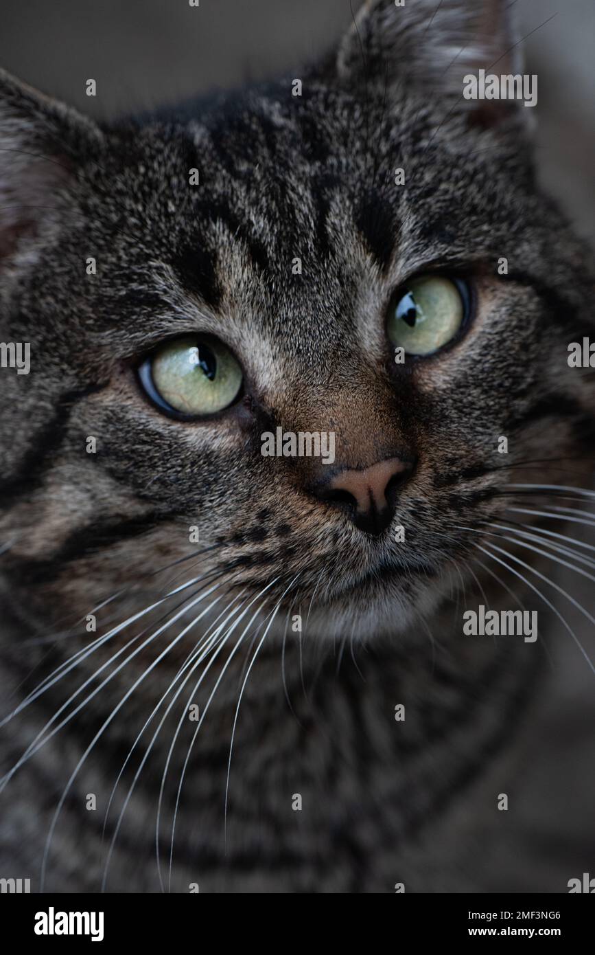Rocky, gato con ojos divertidos Fotografía de stock - Alamy