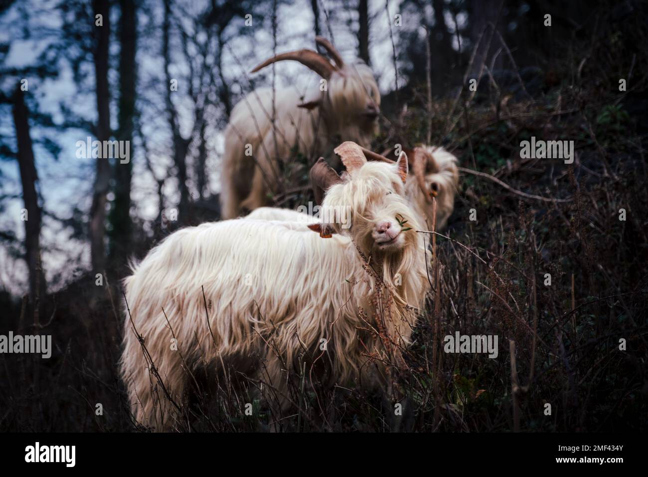 Las cabras silvestres de Bristol, se utilizan para controlar la vegetación y fomentar la biodiversidad en Avon Gorge Foto de stock