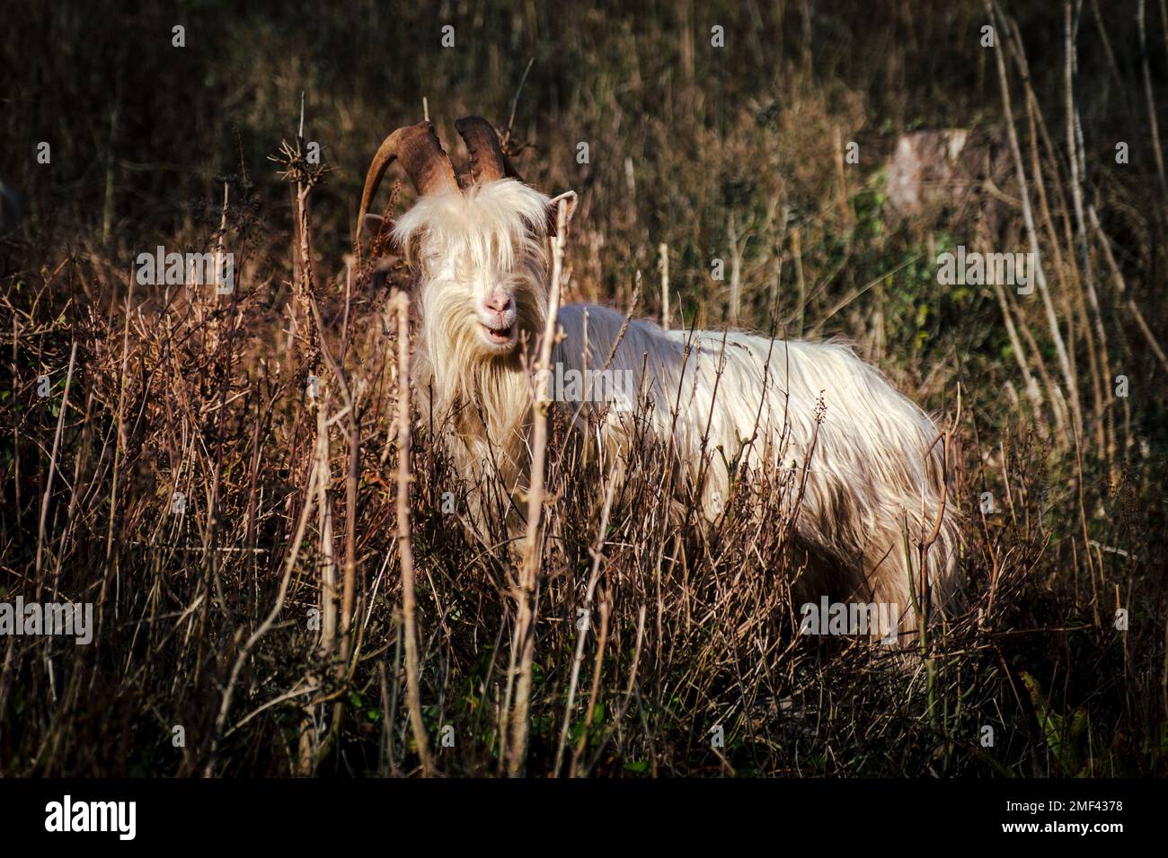 Las cabras silvestres de Bristol, se utilizan para controlar la vegetación y fomentar la biodiversidad en Avon Gorge Foto de stock