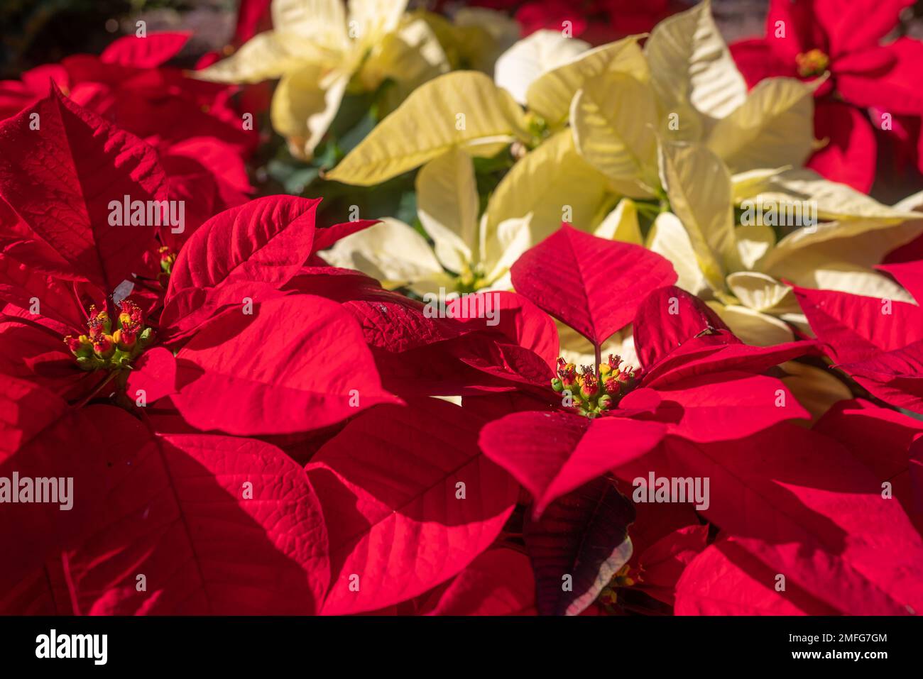 Sobre todo borroso fondo de flores de estrella de Navidad en un día soleado Foto de stock