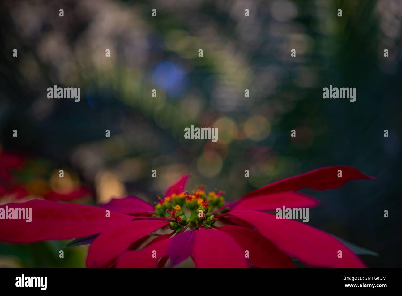 Flor de la estrella de la Navidad closeup en el fondo borroso de las hojas de palma de la fecha Foto de stock