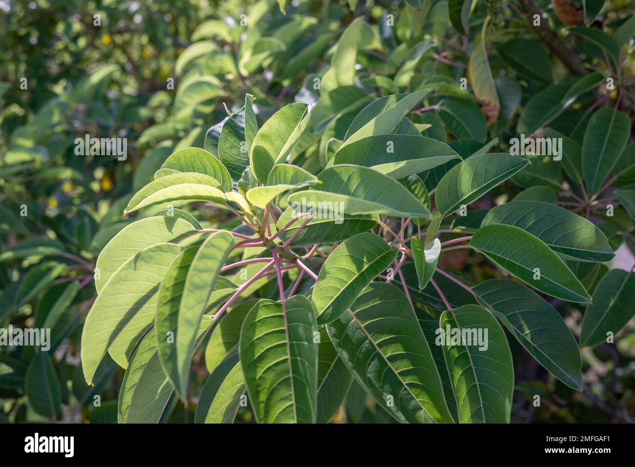 Resplandeciente con la luz del sol hojas frescas de ombu o phytolacca dioica Foto de stock