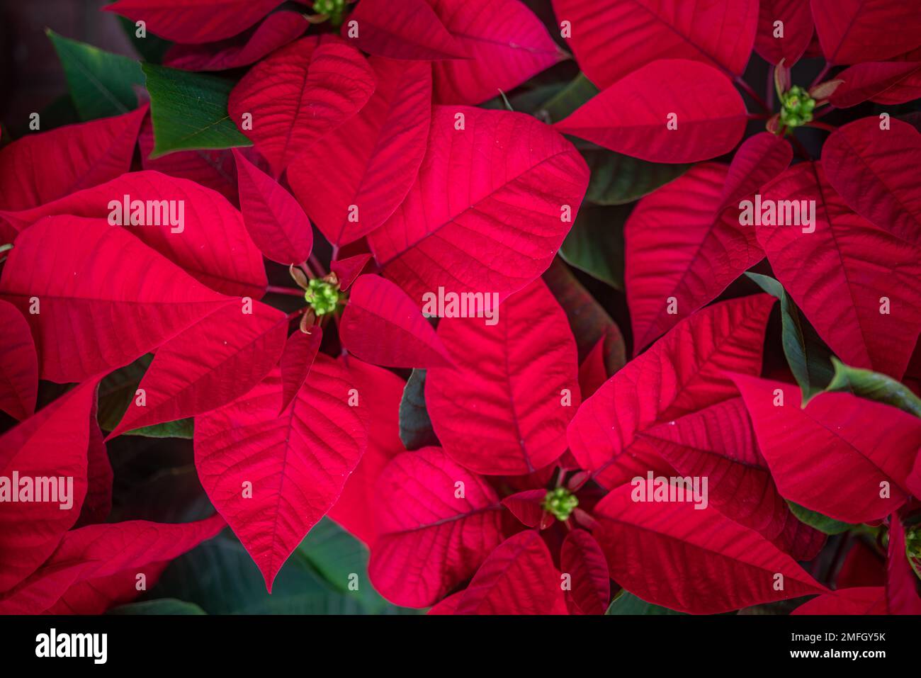 Sobre todo borroso fondo rojo de las flores de la estrella de la Navidad en la luz de la tarde tenue Foto de stock