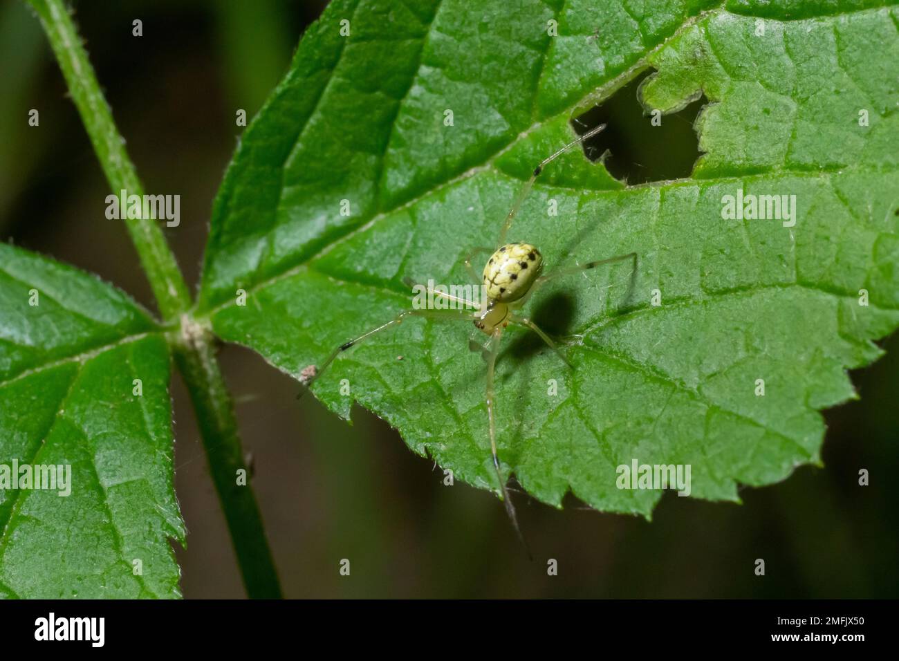 Primer plano de la araña Enoplognatha ovata o la similar Enoplognatha latimana, familia Theridiidae. En la parte inferior de una hoja de ragwort común Jacoba Foto de stock