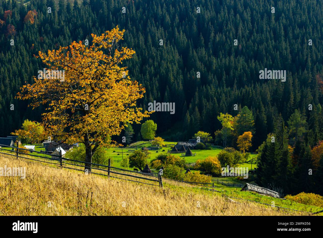 Paisaje colorido con árboles de otoño y casas rurales en las laderas y en el valle en el pueblo de montaña. Montañas de los Cárpatos, Ucrania. Foto de stock