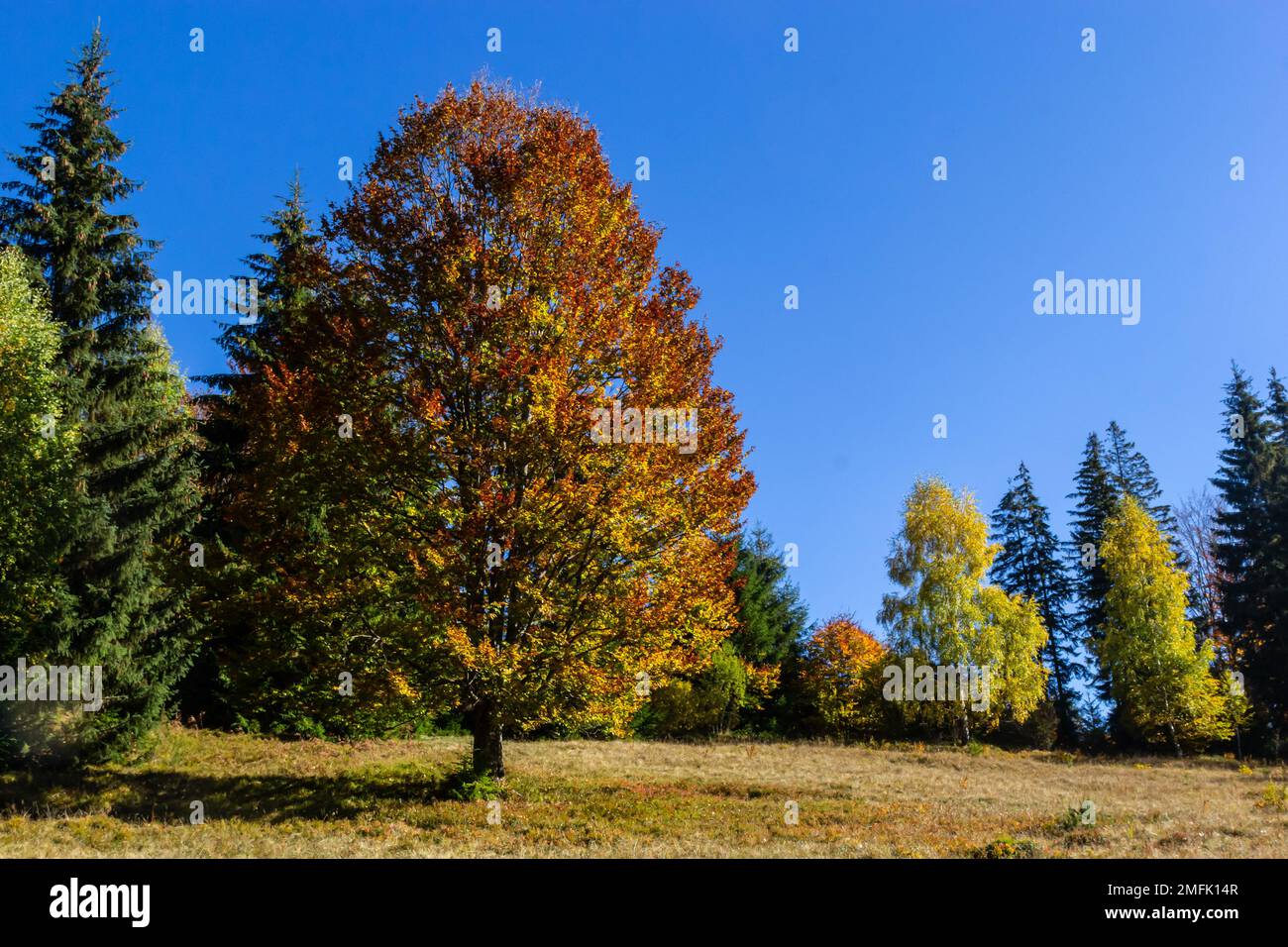 Paisaje colorido con árboles de otoño y casas rurales en las laderas y en el valle en el pueblo de montaña. Montañas de los Cárpatos, Ucrania. Foto de stock