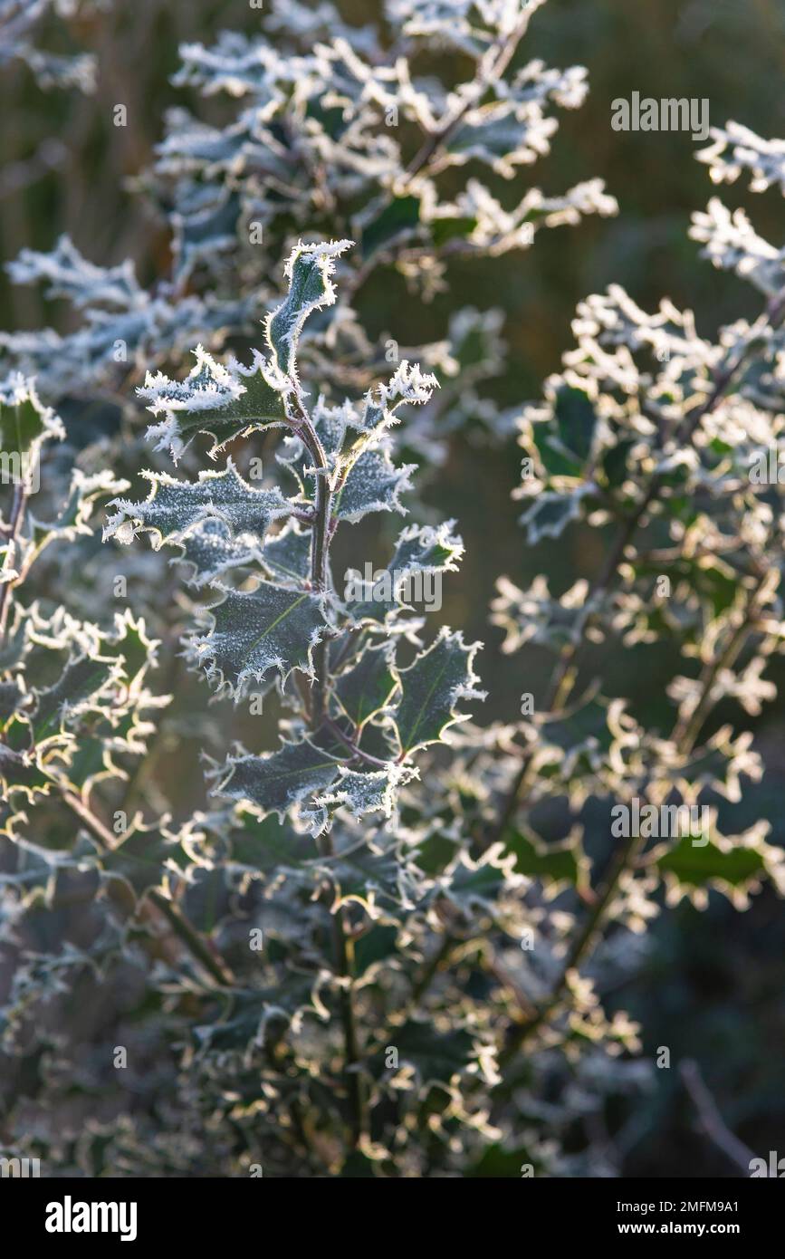 Hojas verdes de acebo teñidas con heladas blancas en una fría mañana de invierno en enero de 2023 - Berkshire, Inglaterra, Reino Unido Foto de stock