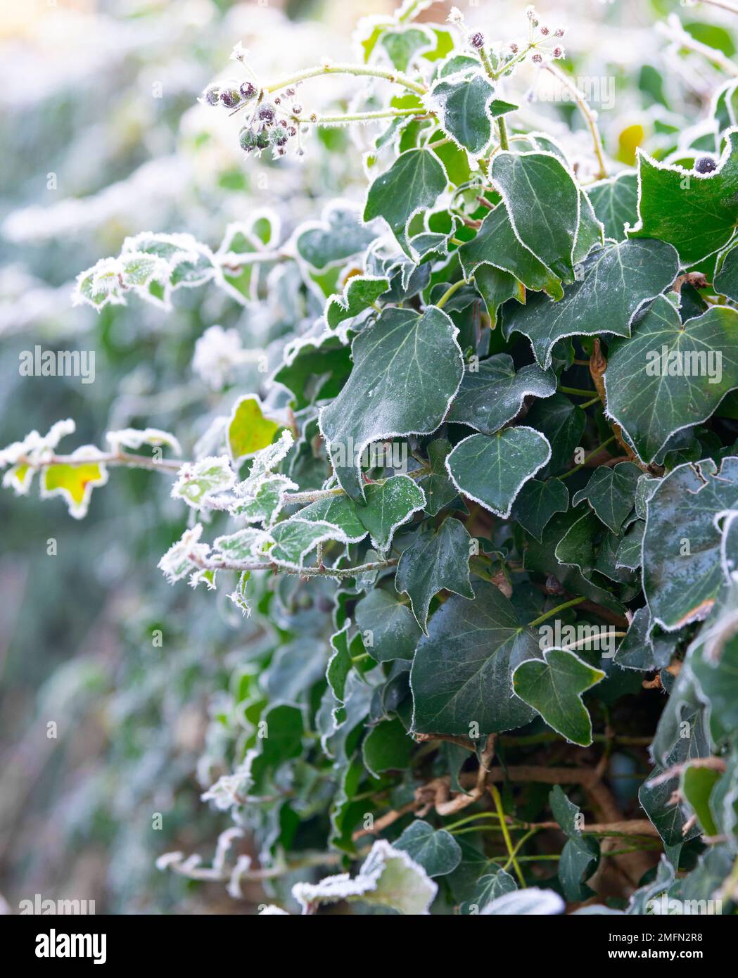 Seto de hiedra en una fría mañana de invierno en enero de 2023 mostrando hojas esmeriladas después de una helada aguda - Berkshire, Inglaterra, Reino Unido Foto de stock