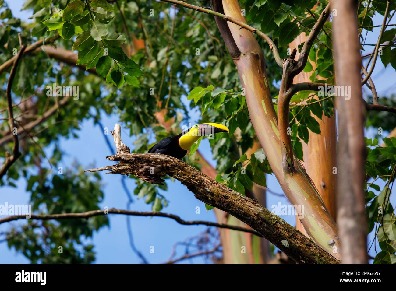 Tucán de castaño (Ramphastos ambiguus swainsonii) subespecie del tucán de garganta amarilla, Parque Nacional Volcán Arenal, Costa Rica. Foto de stock