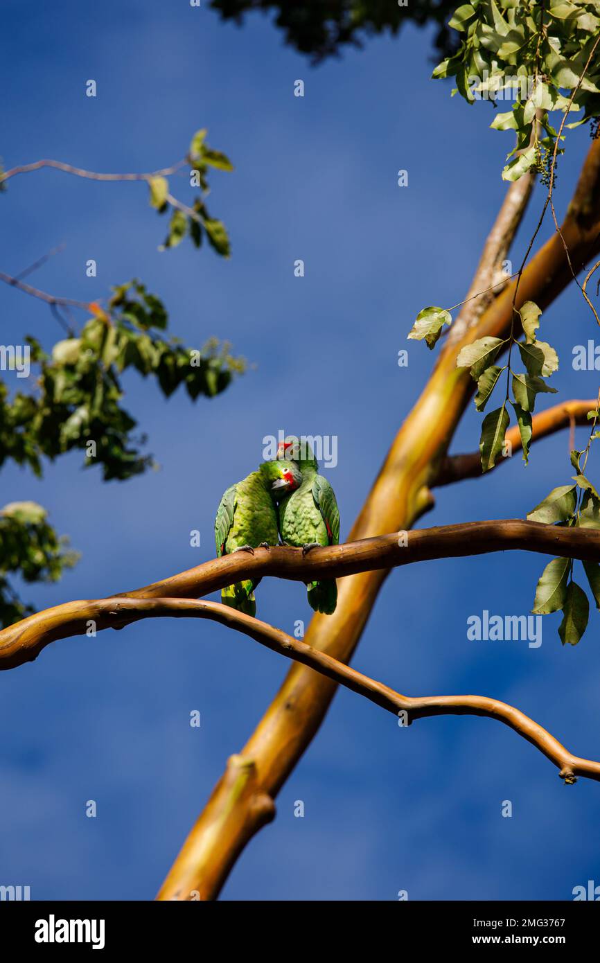 Pareja de loros amazónicos o loros rojos (Amazona autumnalis) en el Arenal Observatory Lodge, Parque Nacional Volcán Arenal, Costa Rica. Foto de stock