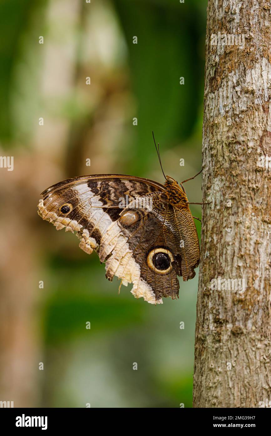 Mariposa búho gigante de borde amarillo (Caligo atreus) Parque Nacional Volcán Arenal, Costa Rica. Foto de stock