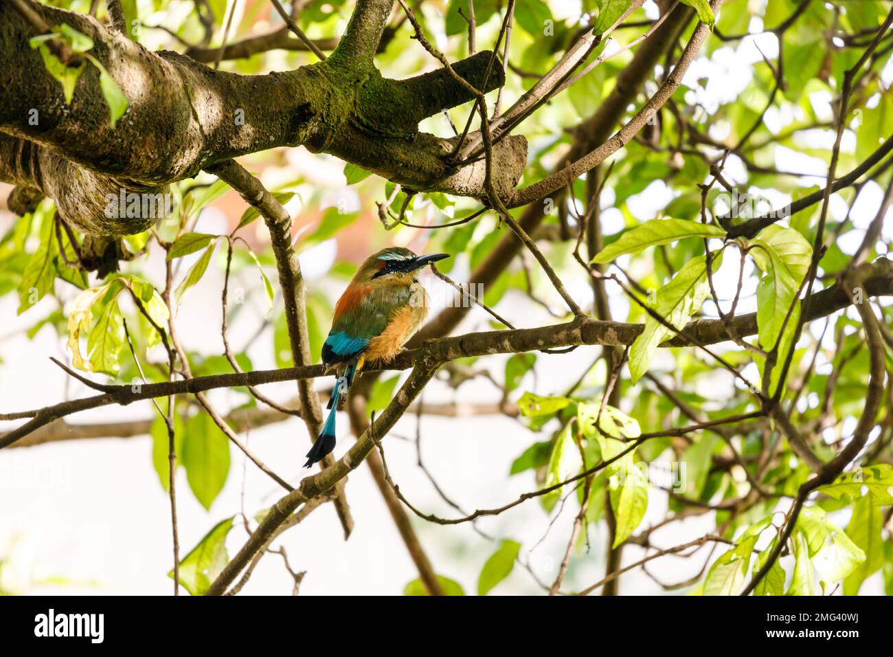 Motmota de color turquesa (Eumomota superciliosa) en las copas de los árboles, provincia de Guanacaste, Costa Rica. Foto de stock