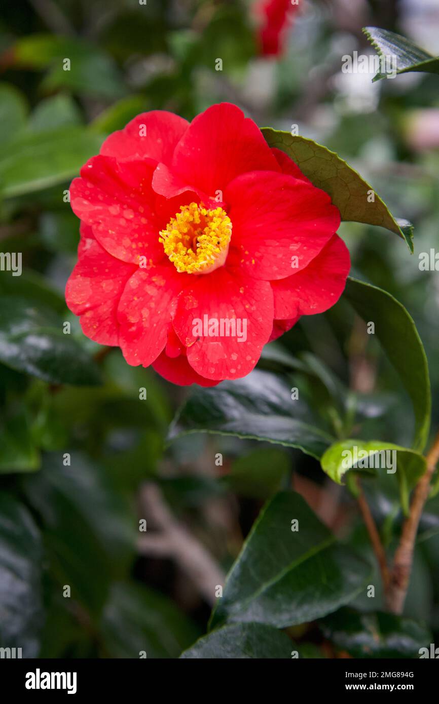 Hermosa flor roja de la camelia japonica, también conocida como camelia  común, o camelia japonesa que se encuentra en el interior Fotografía de  stock - Alamy