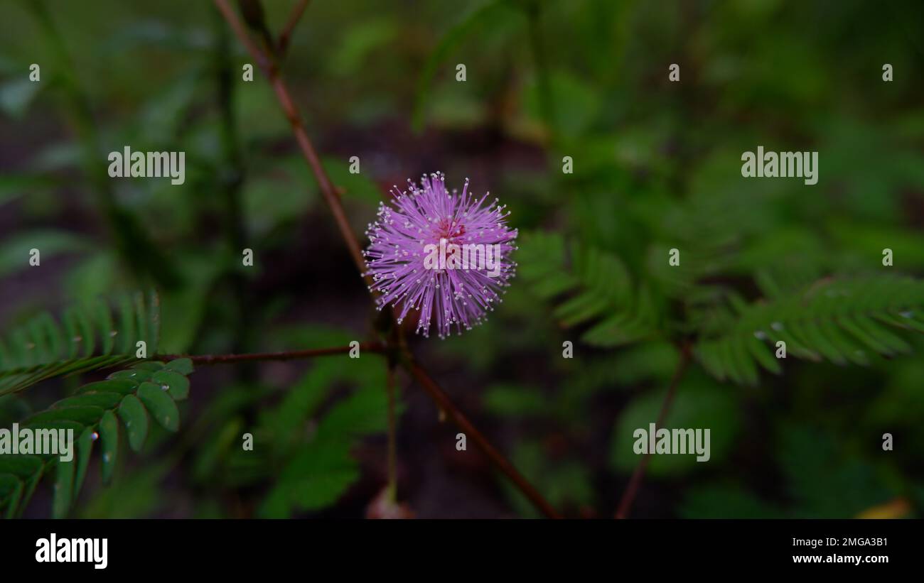 Flor de Mimosa pudica o flor de princesa avergonzada, crece en el patio de  la casa Fotografía de stock - Alamy