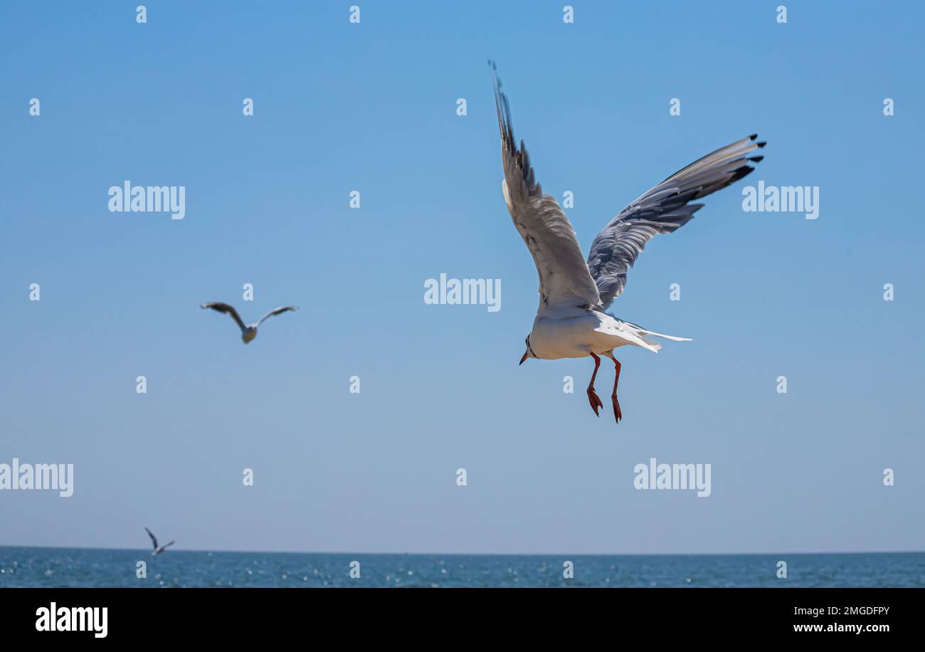 Gaviota volando en el cielo. Seagull volando cielo como concepto de libertad. Foto de stock