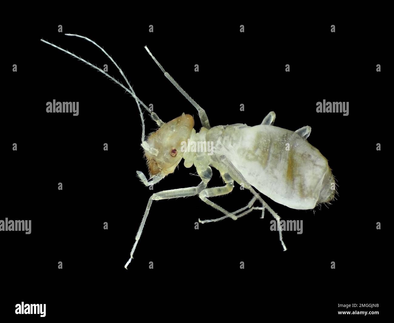 Psocidae (barklouse), de unos 1,6 mm de longitud, micrografía de luz reflejada Foto de stock