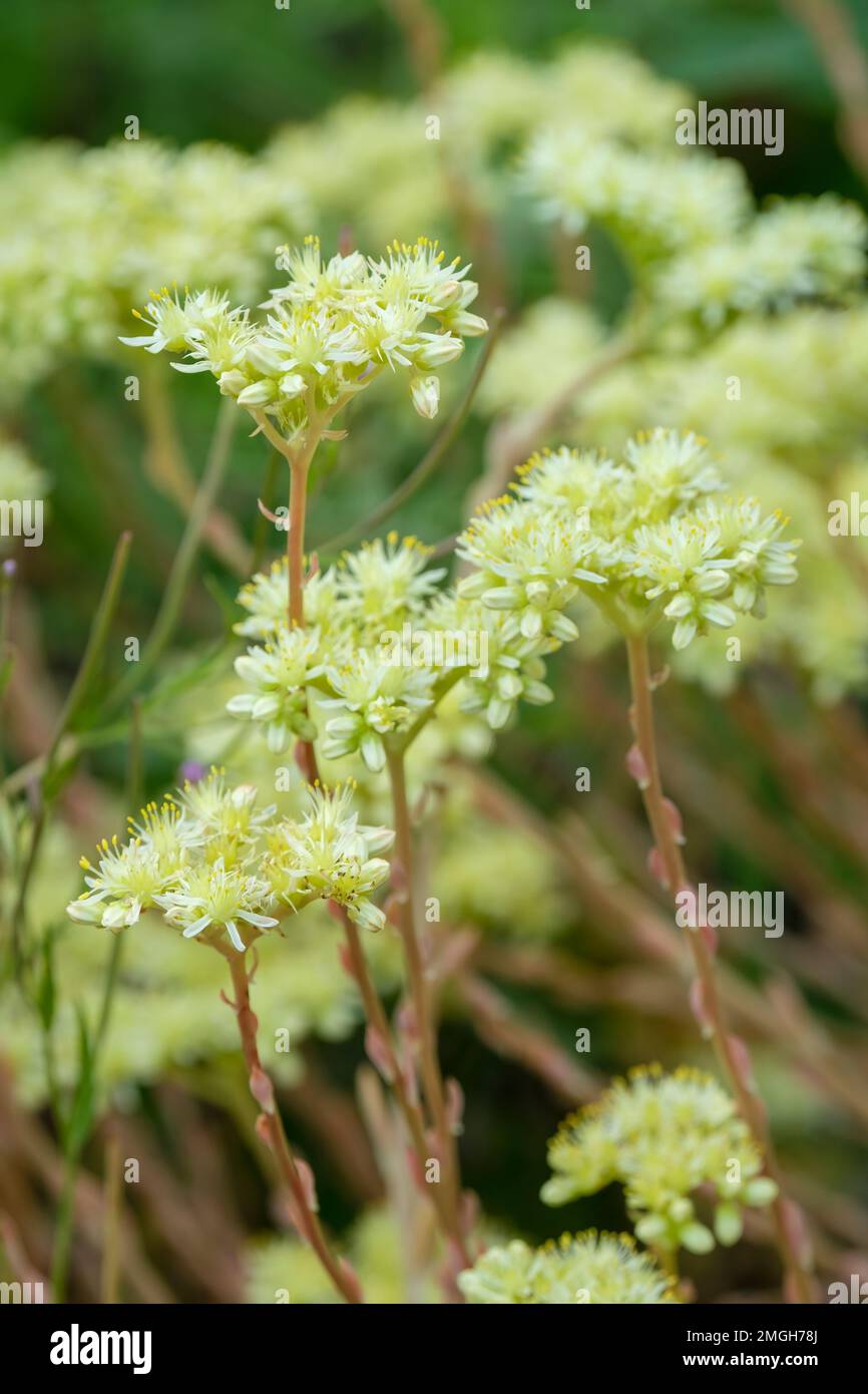 Sedum sediforme, stonecrop pálido, Sedum nicaeense, Sedum sediforme nicaeense, Sedum altissimum, suculento, perenne de hoja perenne con racimos redondeados de Foto de stock