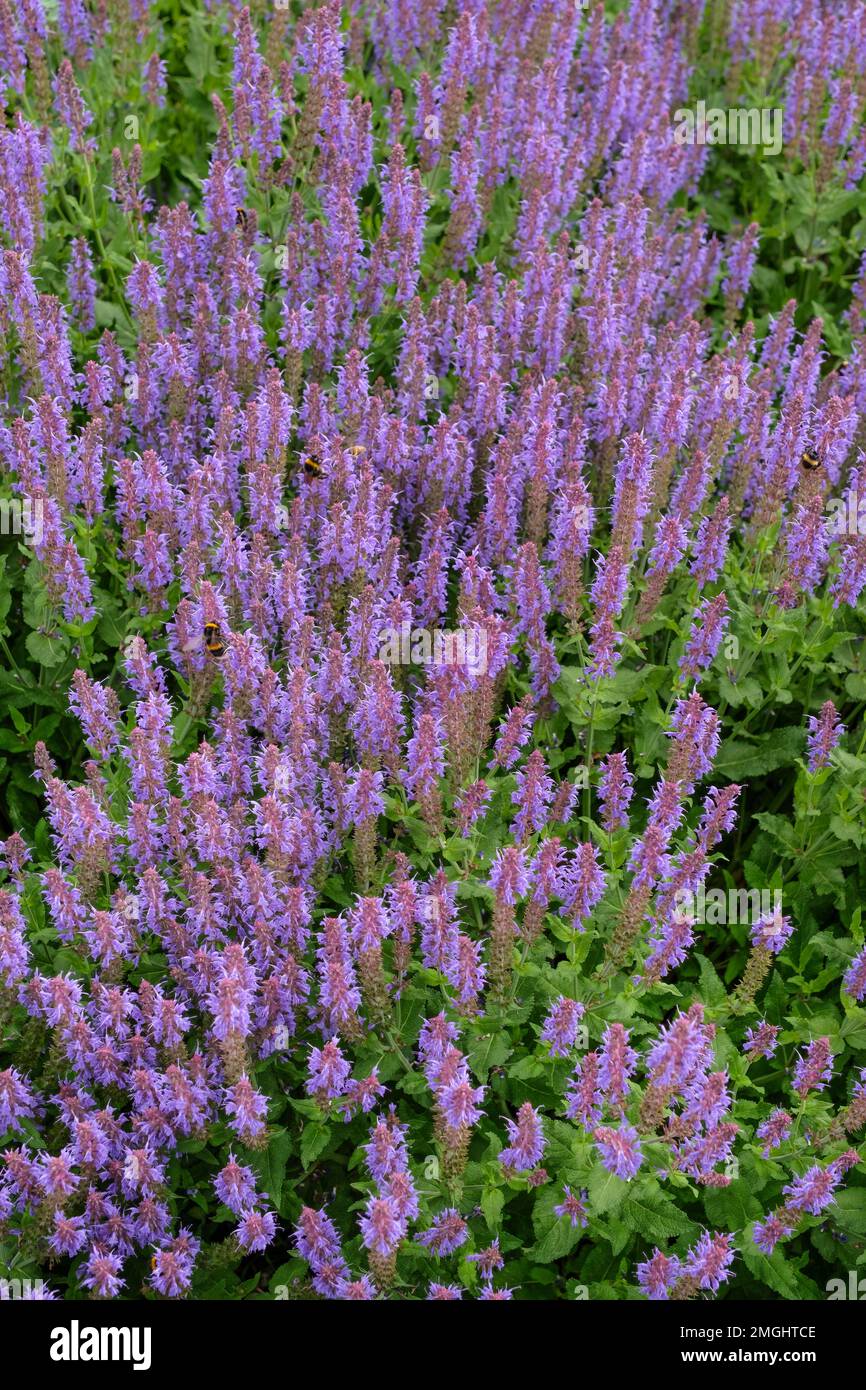 Salvia de madera Blauhügel, Salvia nemorosa Blauhugel, herbáceos perennes, racimos en forma de espiga de pequeñas flores violetas-azules profundas Foto de stock
