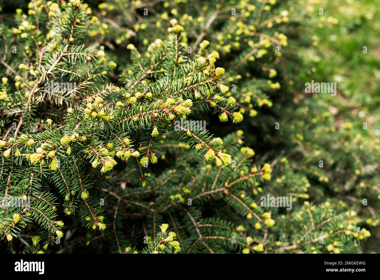 Planta de fondo verde con ramas de un árbol de coníferas con manojos de primavera jóvenes de agujas de primer plano Abeto, alerce o cedro copia espacio ga botánica Foto de stock