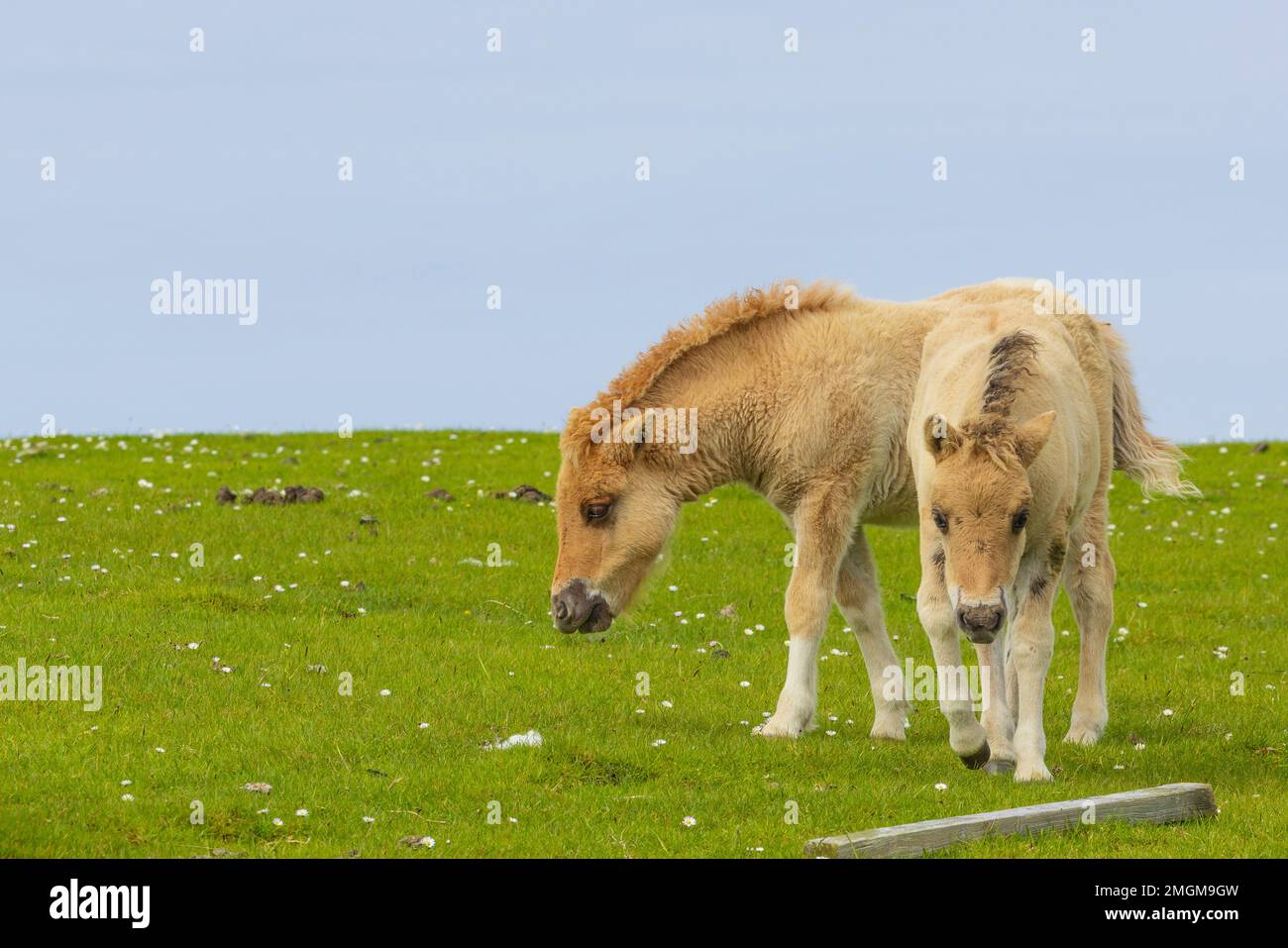 Shetland pony, potros en el campo, Islas Shetland, Escocia Foto de stock
