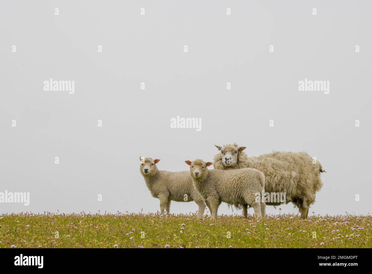 Ewe y sus dos corderos (Ovis aries), Shetland, Escocia Foto de stock
