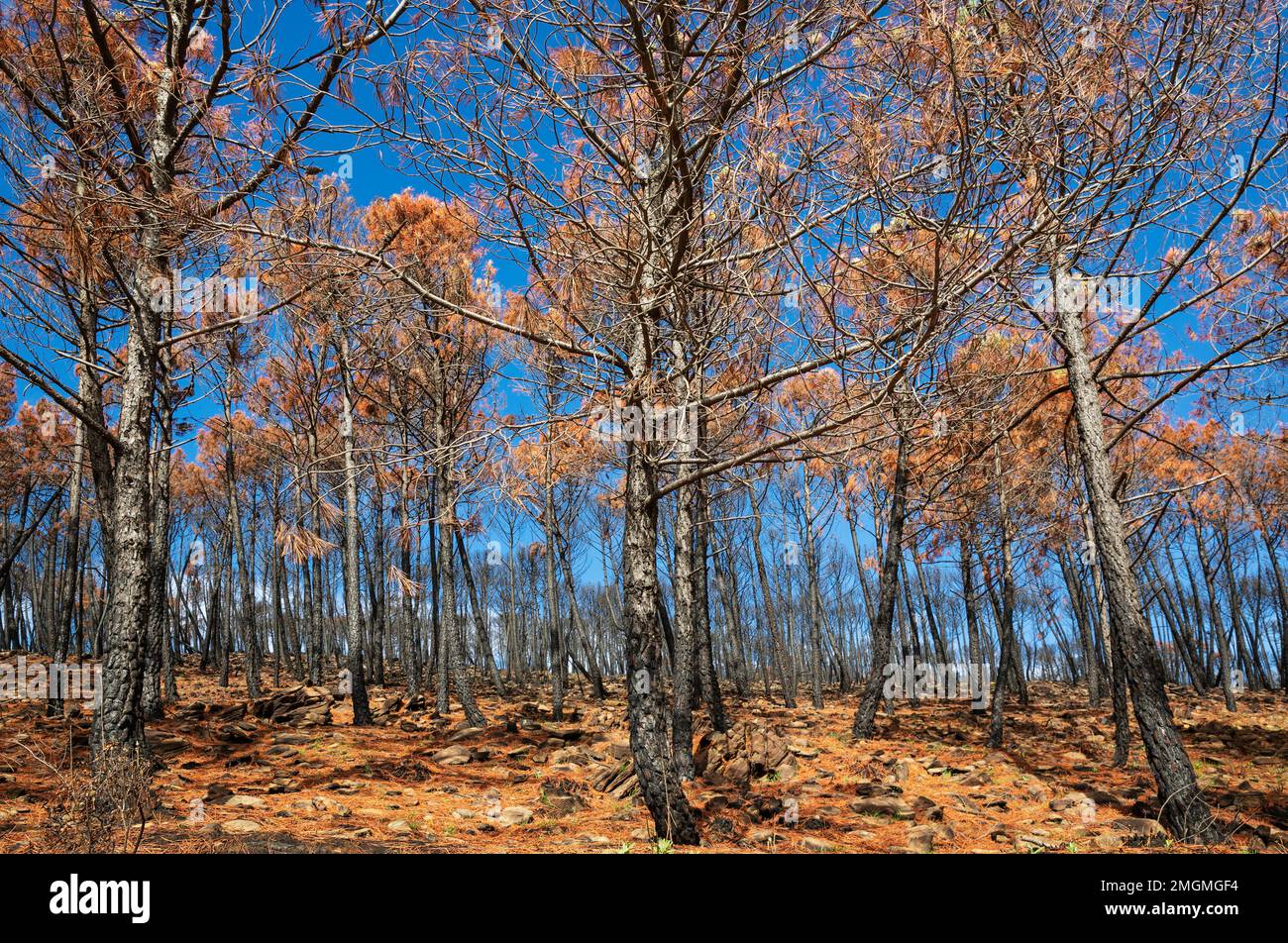 Piedra quemada o pinos de paraguas (Pinus pinea) después de un incendio forestal. Sierra Bermeja, Provincia de Málaga, Andalucía, España. Foto de stock